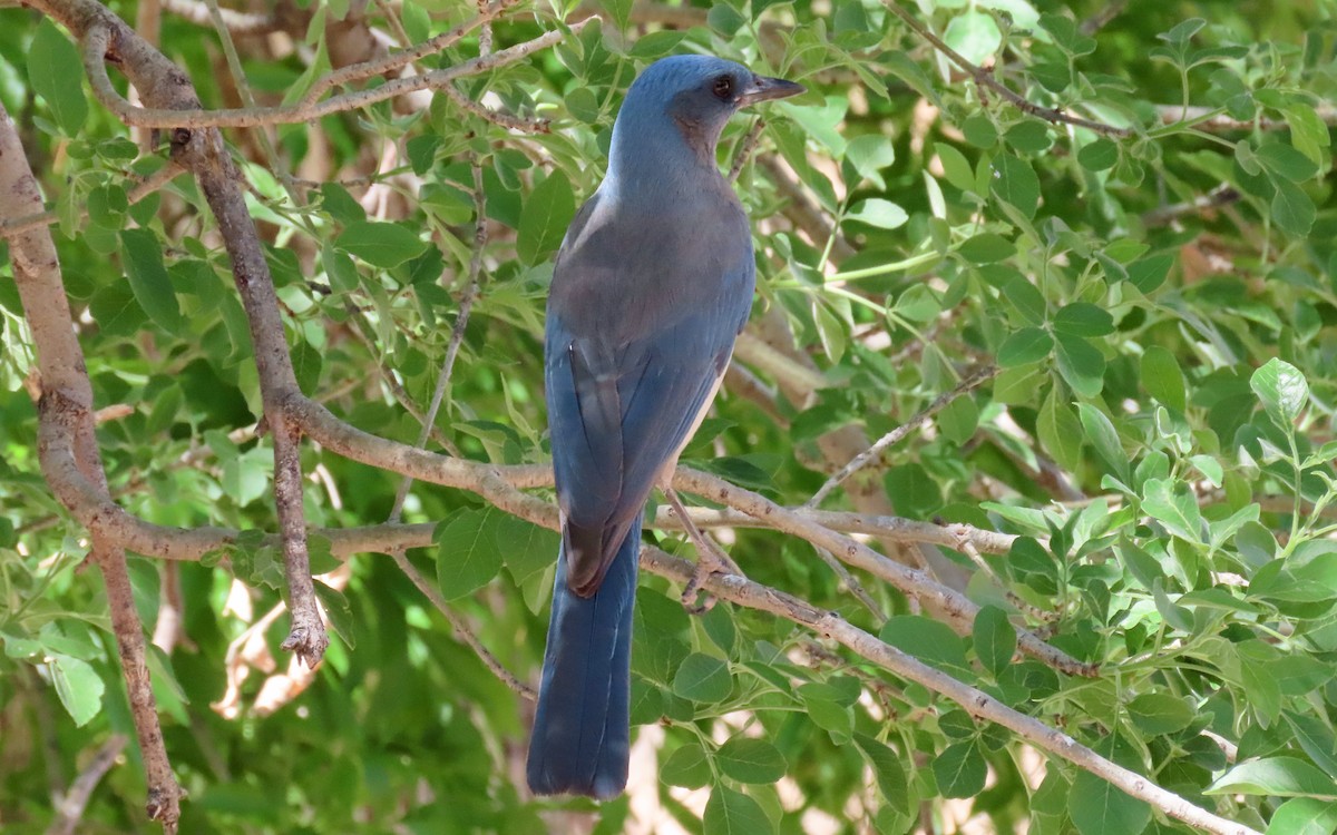 Mexican Jay - ML639086347