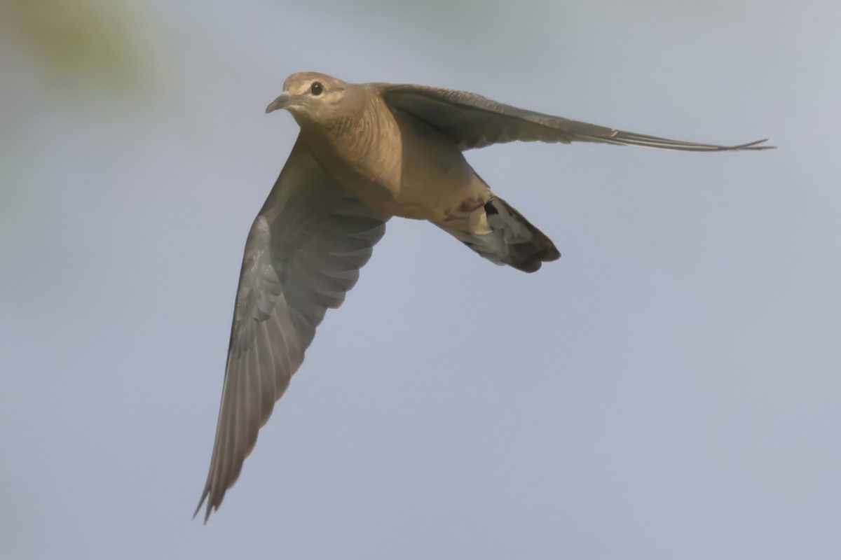 Mourning Dove - ML639086498