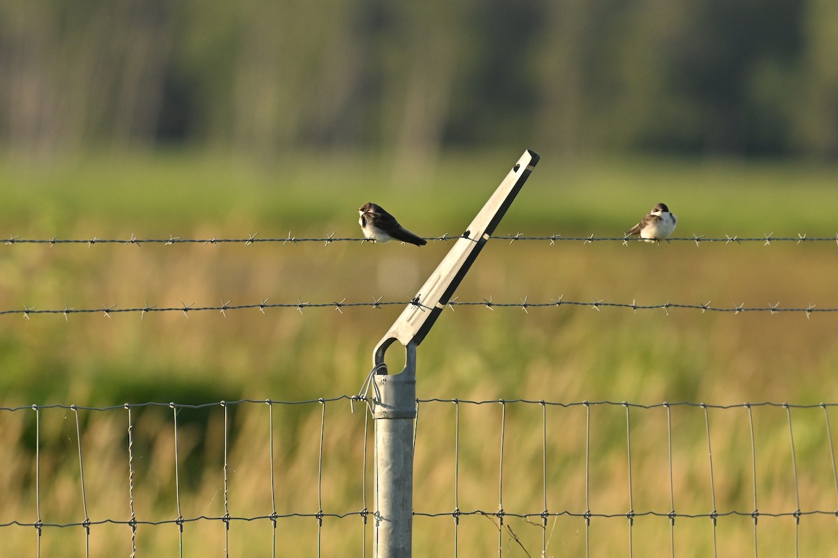 Tree Swallow - ML639086539
