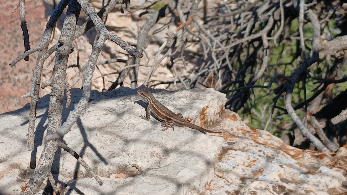 Animals - ML639086618