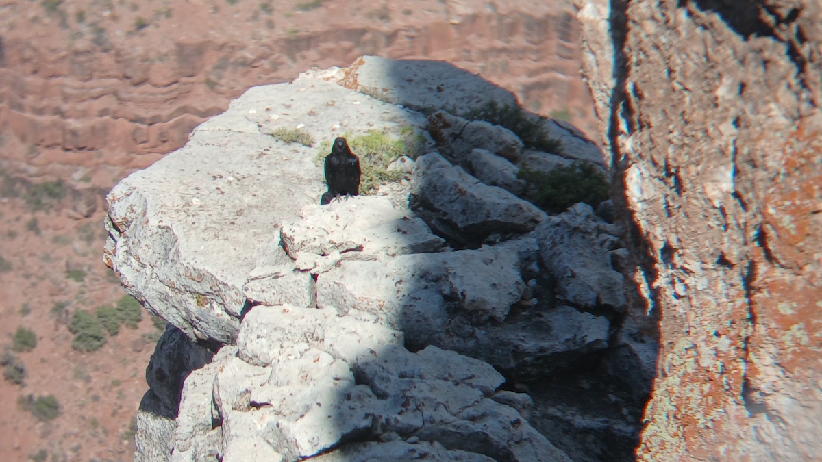 krkavec velký - ML639086659