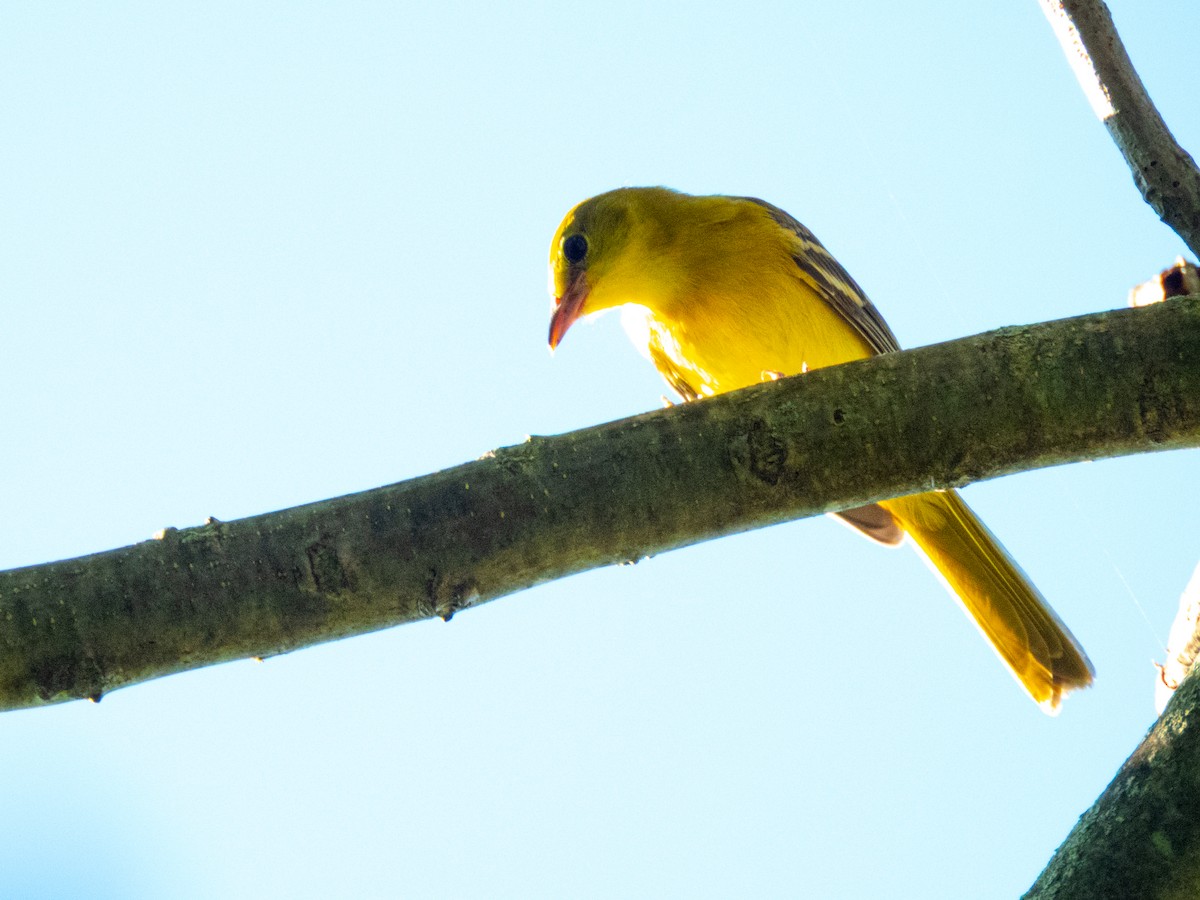 Oriole des vergers - ML639086666