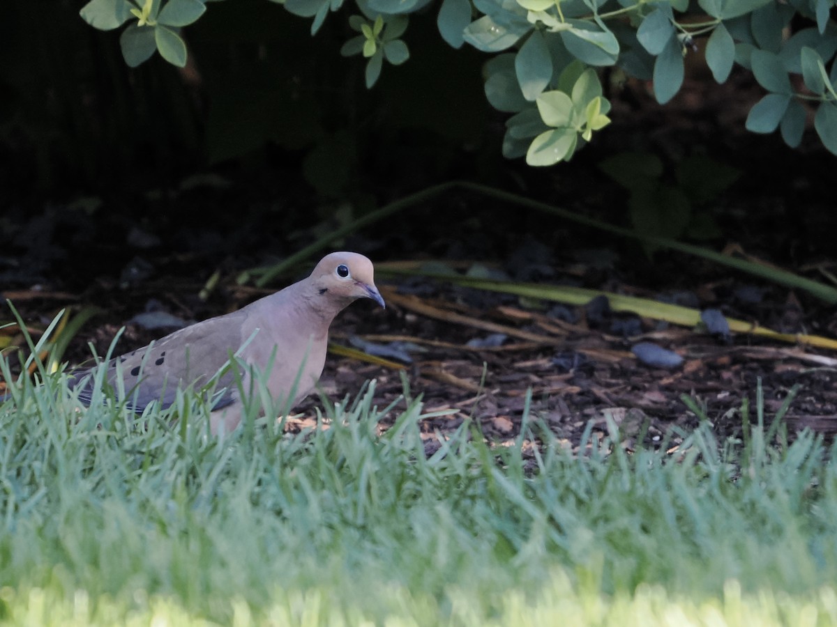 Mourning Dove - ML639086673
