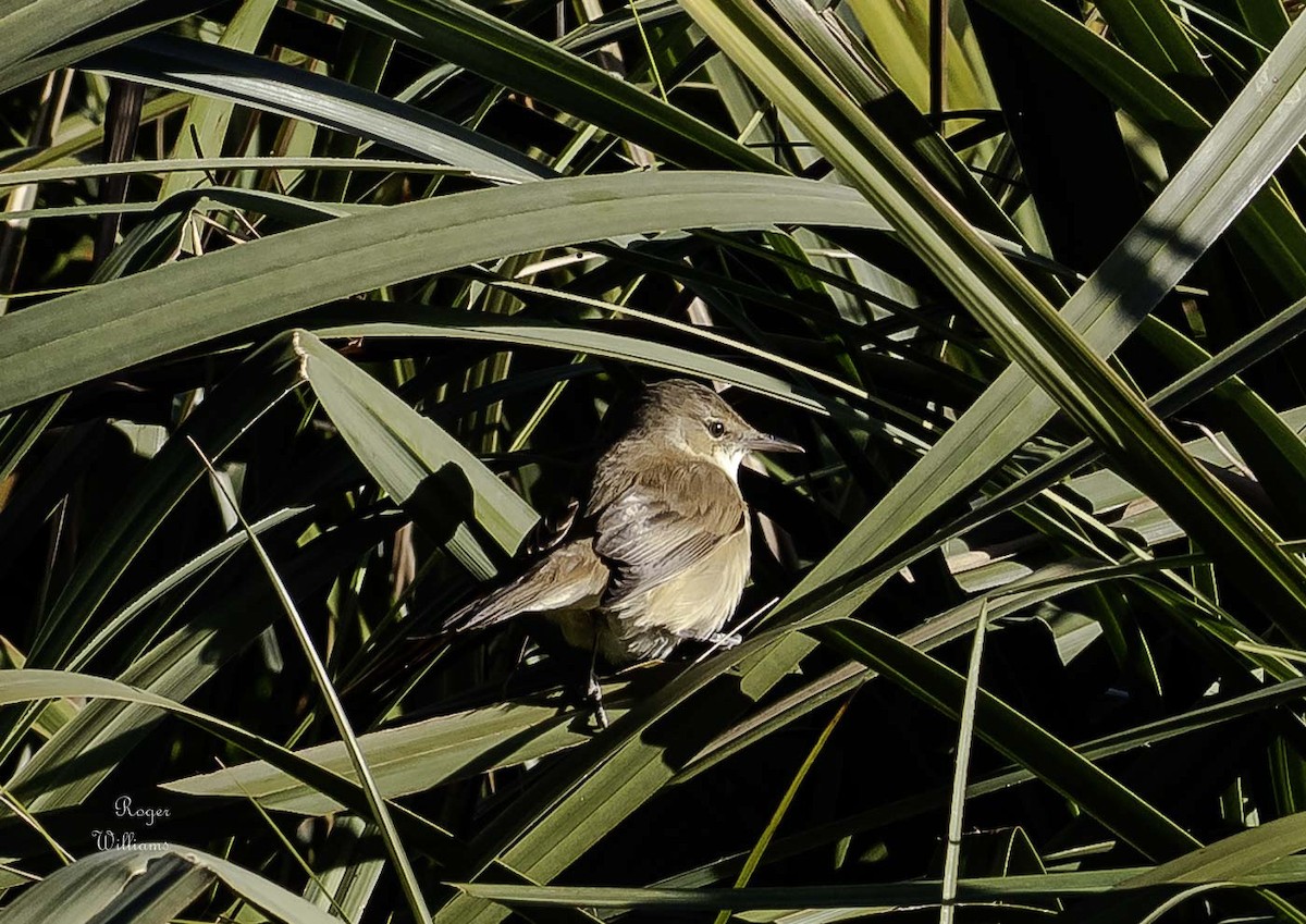 Australian Reed Warbler - ML639086720