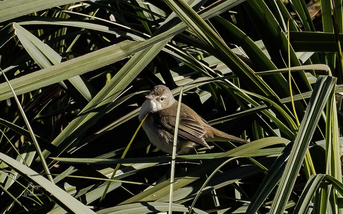 Australian Reed Warbler - ML639086721