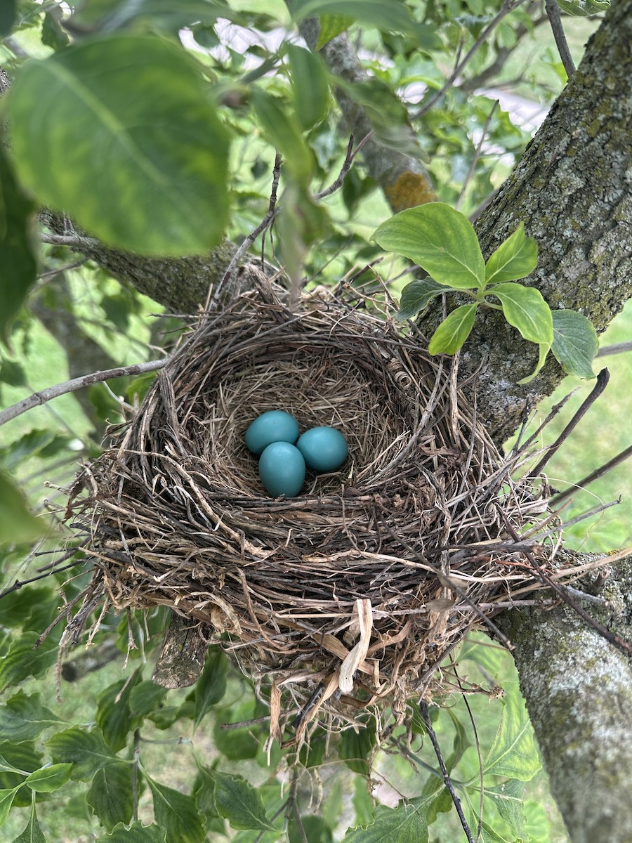 drozd stěhovavý - ML639086722