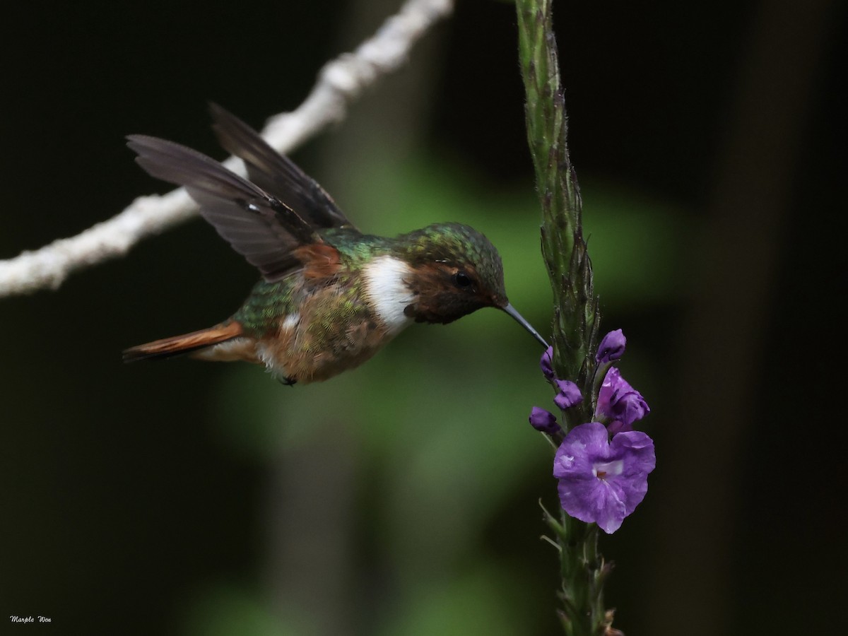 Scintillant Hummingbird - ML639086779