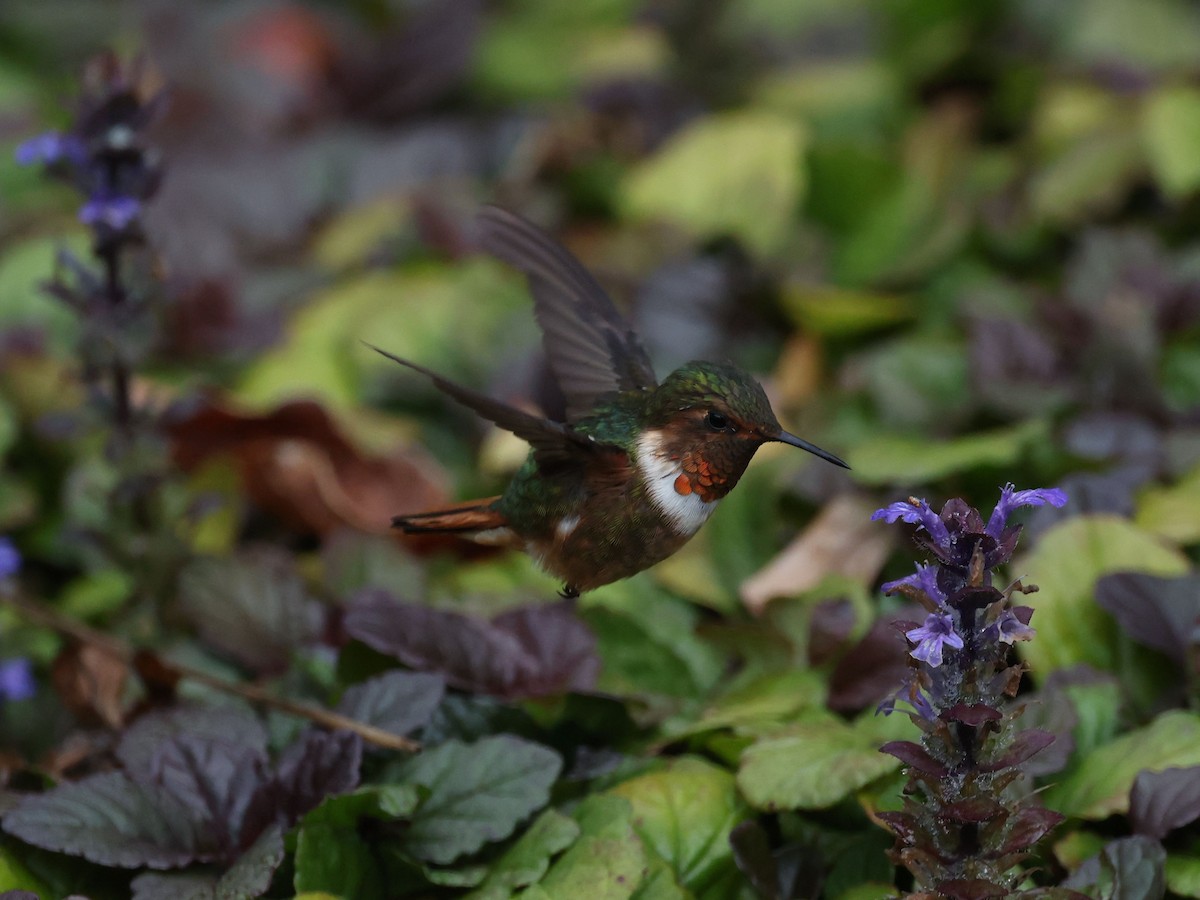 Scintillant Hummingbird - ML639086780