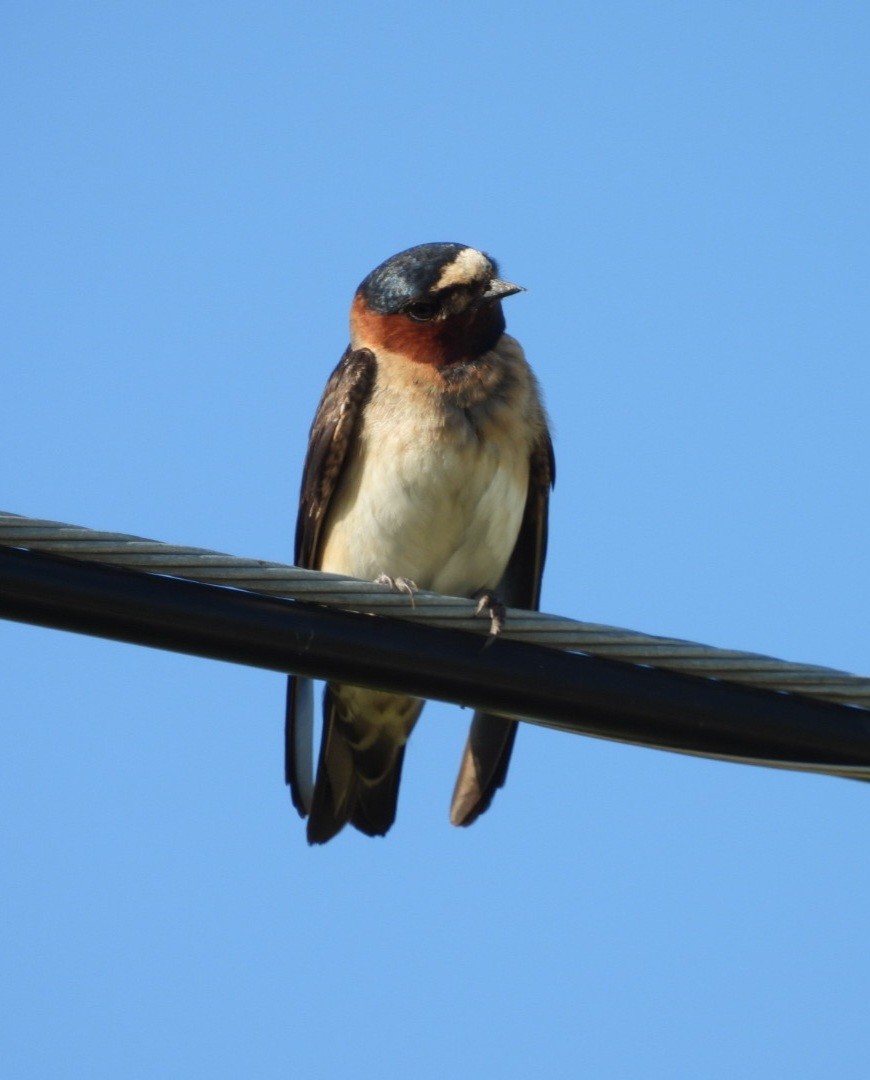 Cliff Swallow - ML639086843