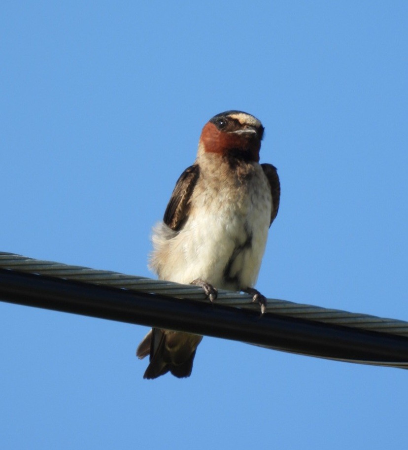 Cliff Swallow - ML639086848