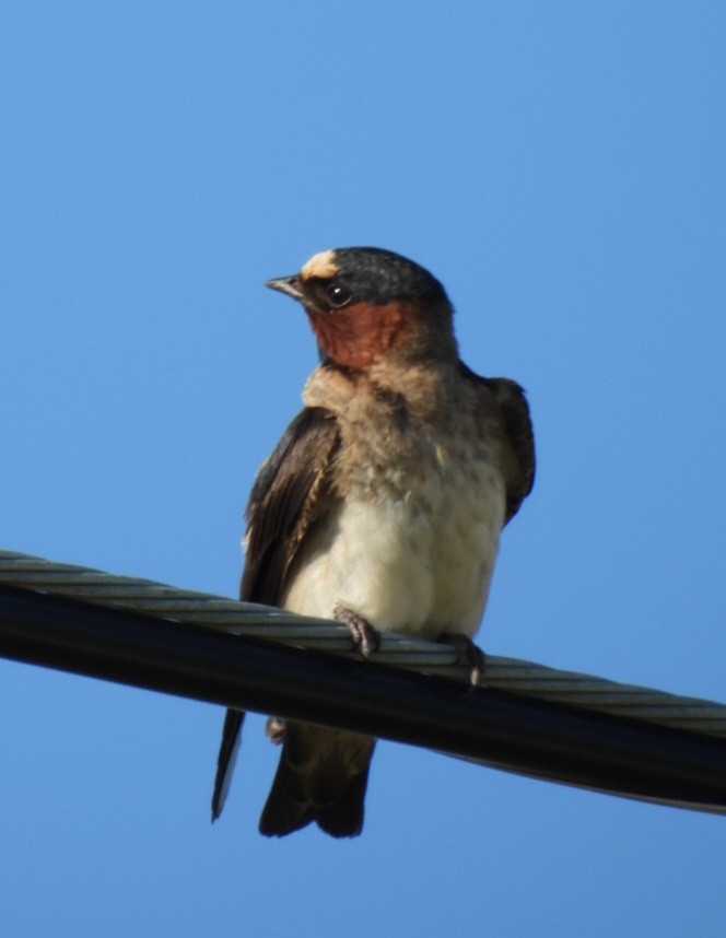 Cliff Swallow - ML639086849