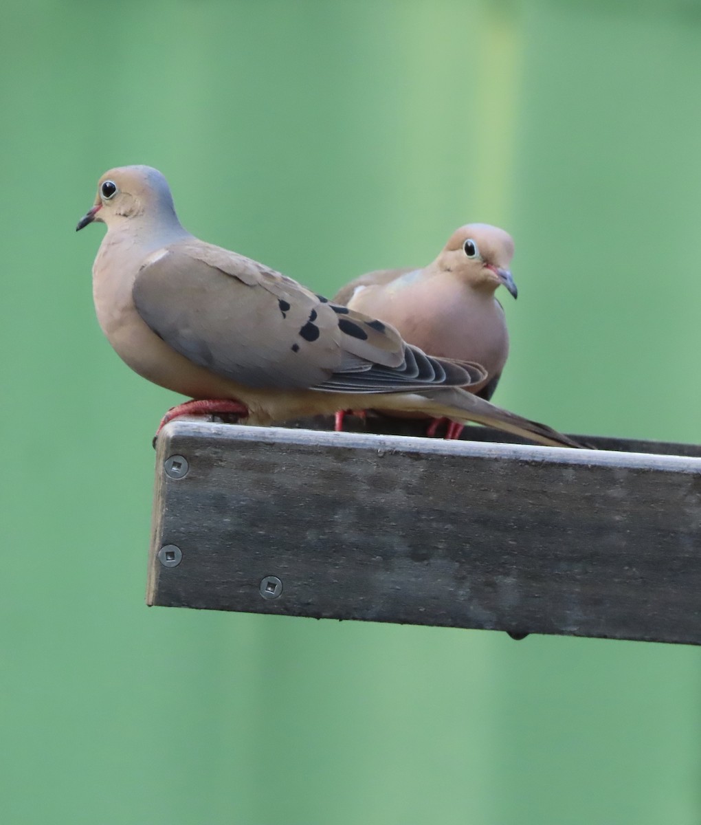 Mourning Dove - ML639086874