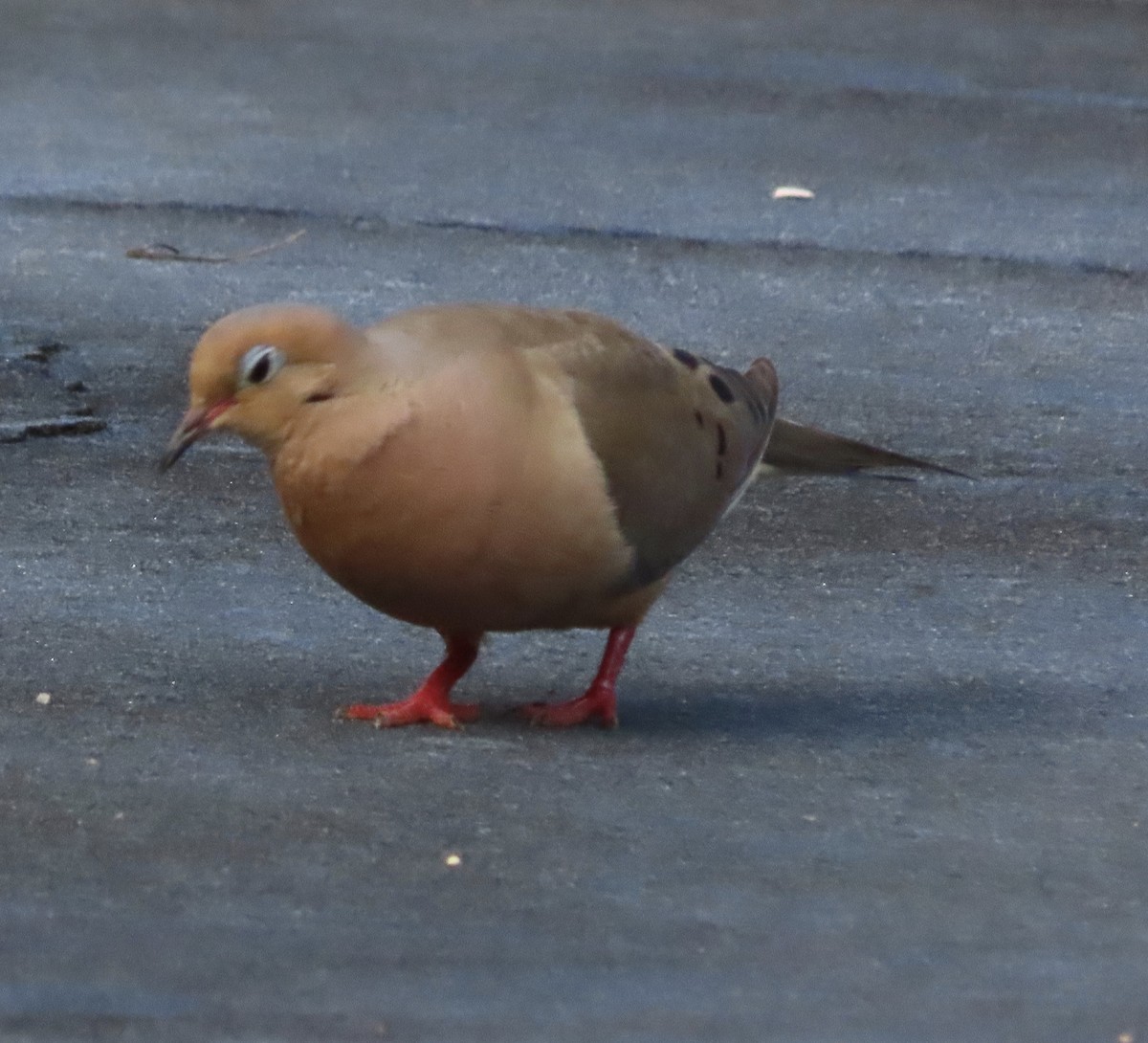 Mourning Dove - ML639086875