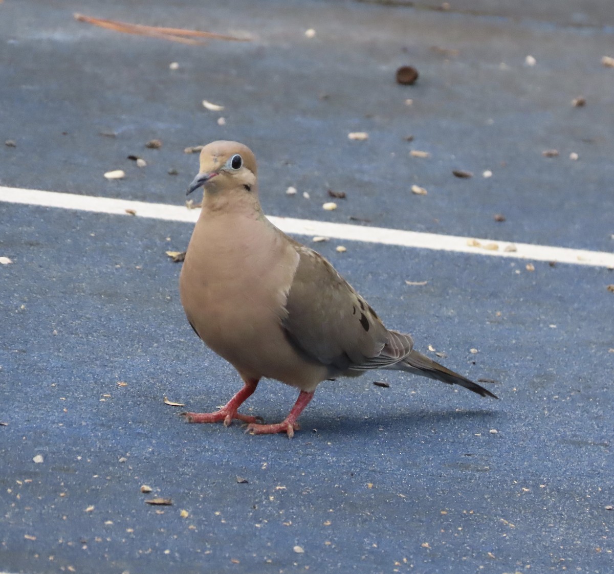 Mourning Dove - ML639086876