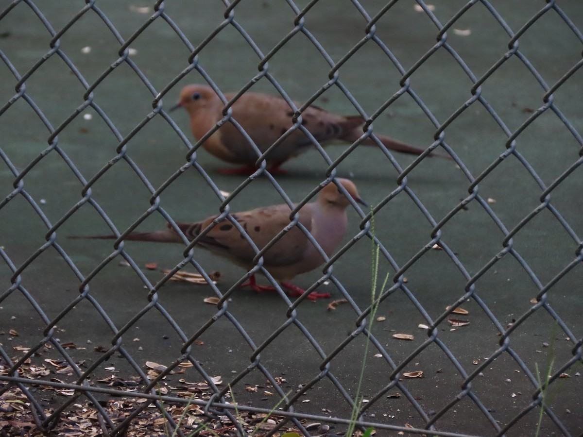Mourning Dove - ML639086877