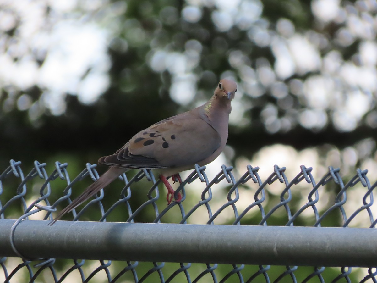 Mourning Dove - ML639086878