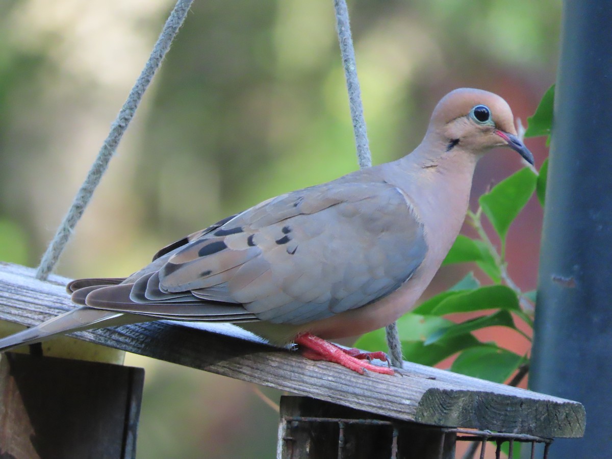 Mourning Dove - ML639086879