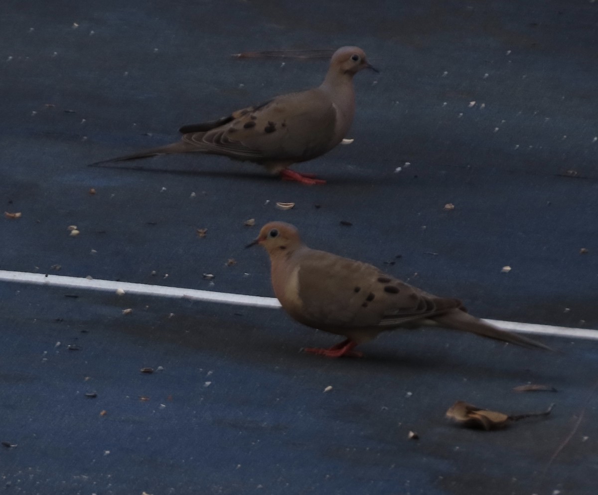 Mourning Dove - ML639086909