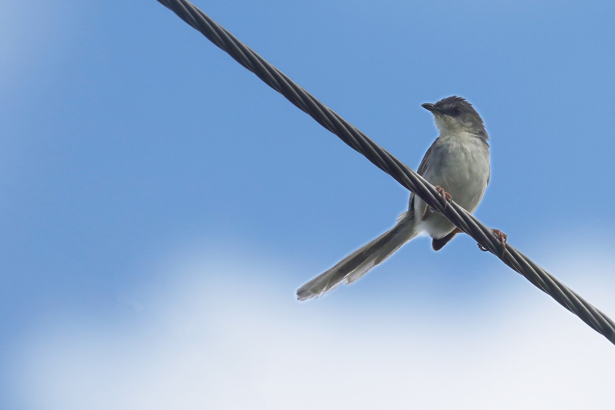 Brown Prinia - ML639086931