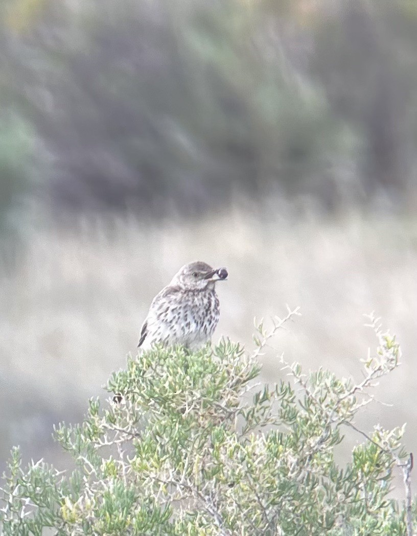 Sage Thrasher - ML639086932