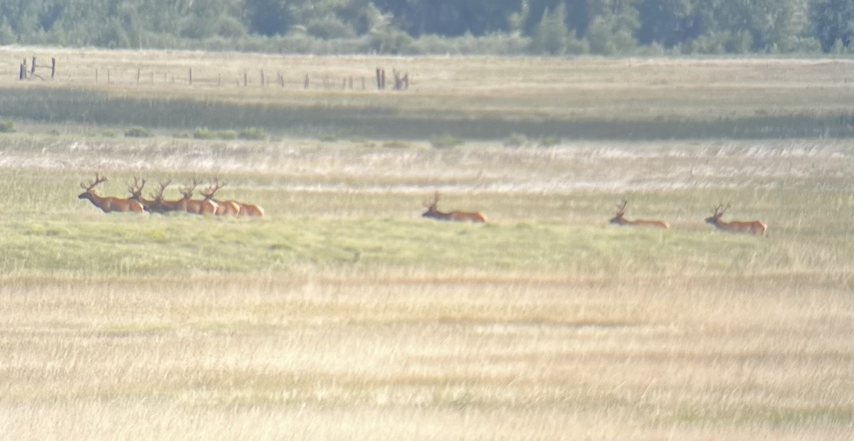 American Elk - ML639086948