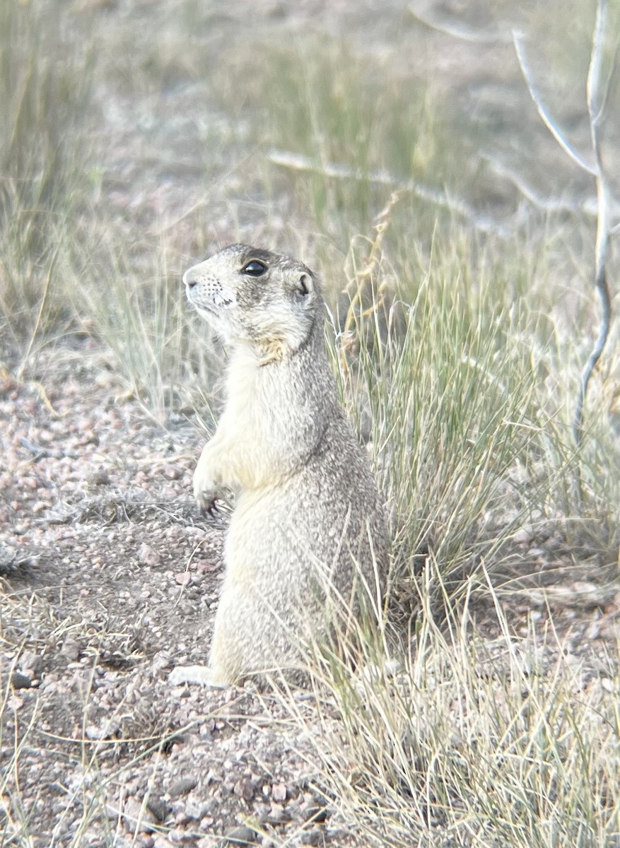 White-tailed Prairie Dog - ML639086949