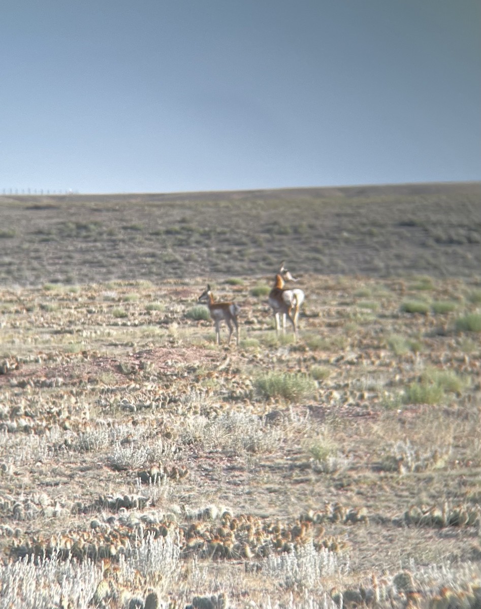 American Pronghorn - ML639086950