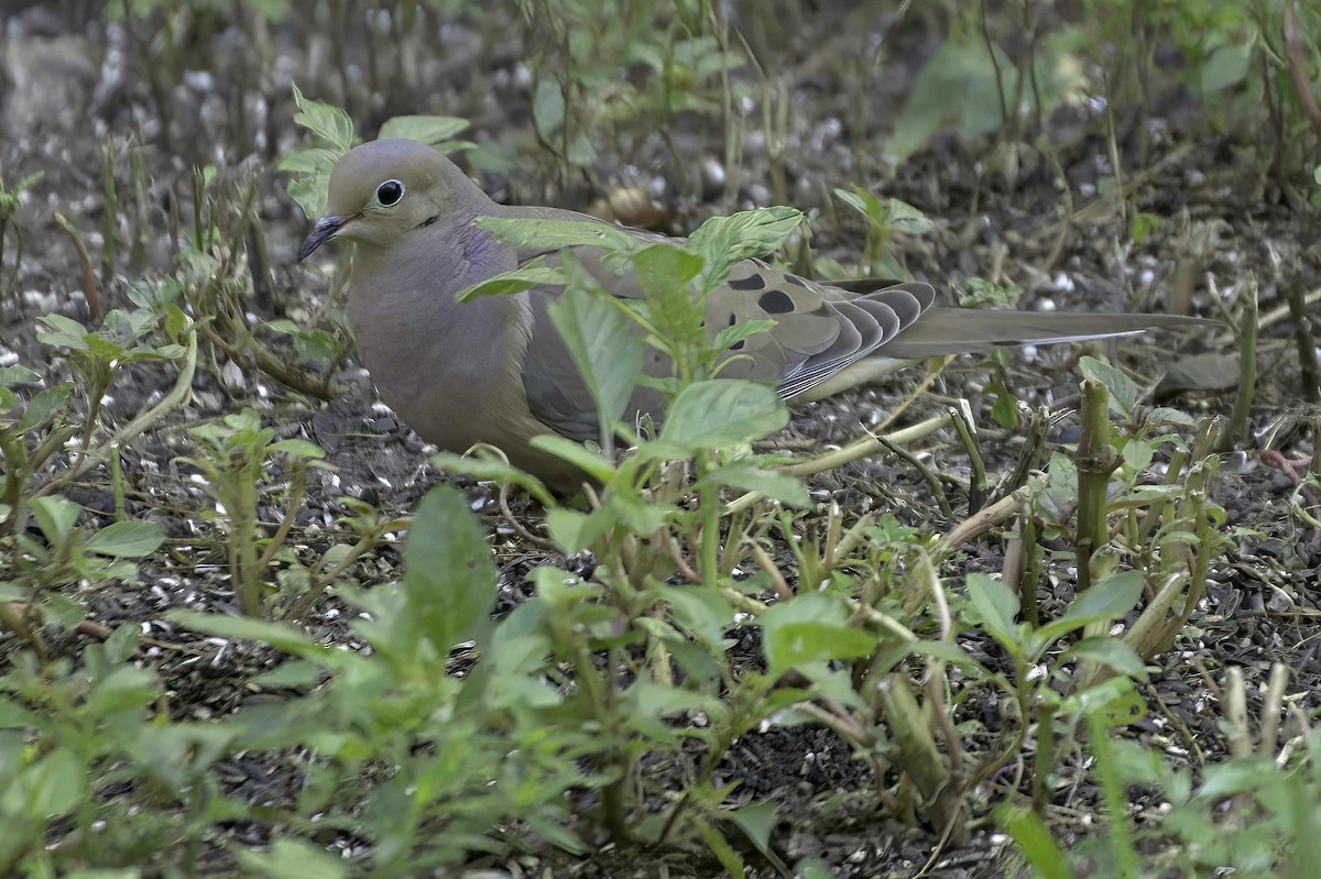 Mourning Dove - ML639087026