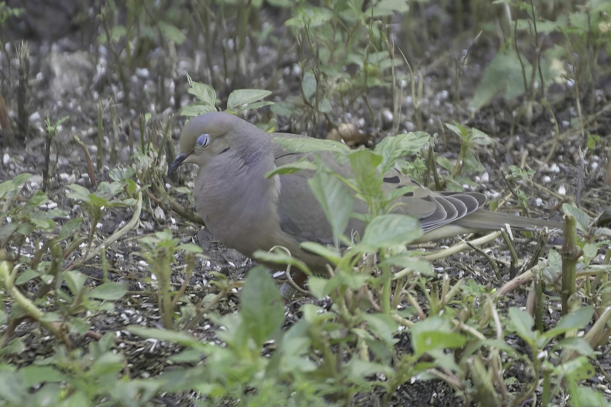 Mourning Dove - ML639087028