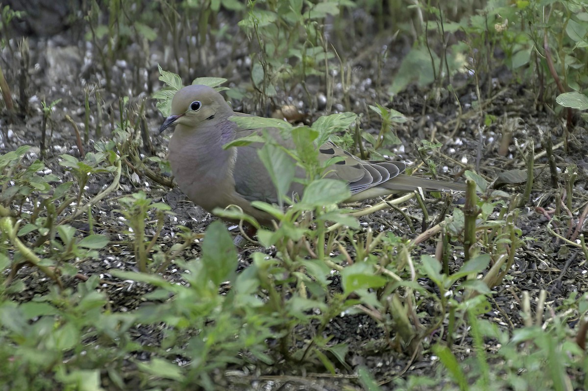 Mourning Dove - ML639087029
