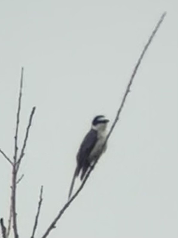 Ashy Minivet - ML639087038