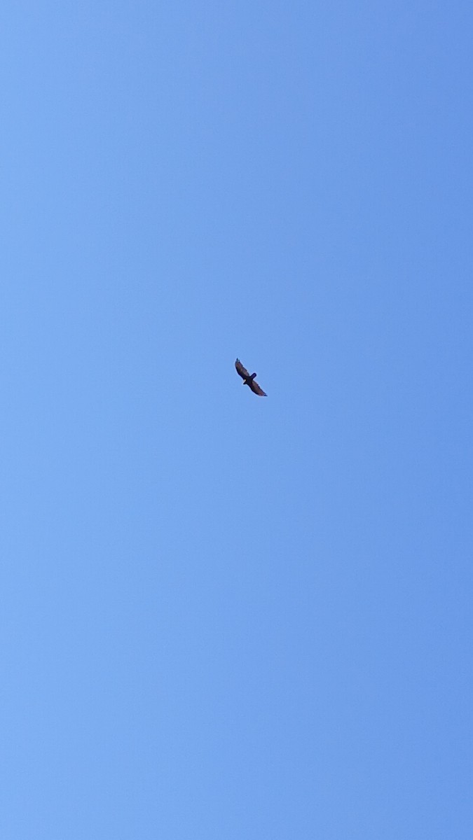 kondor krocanovitý - ML639087113