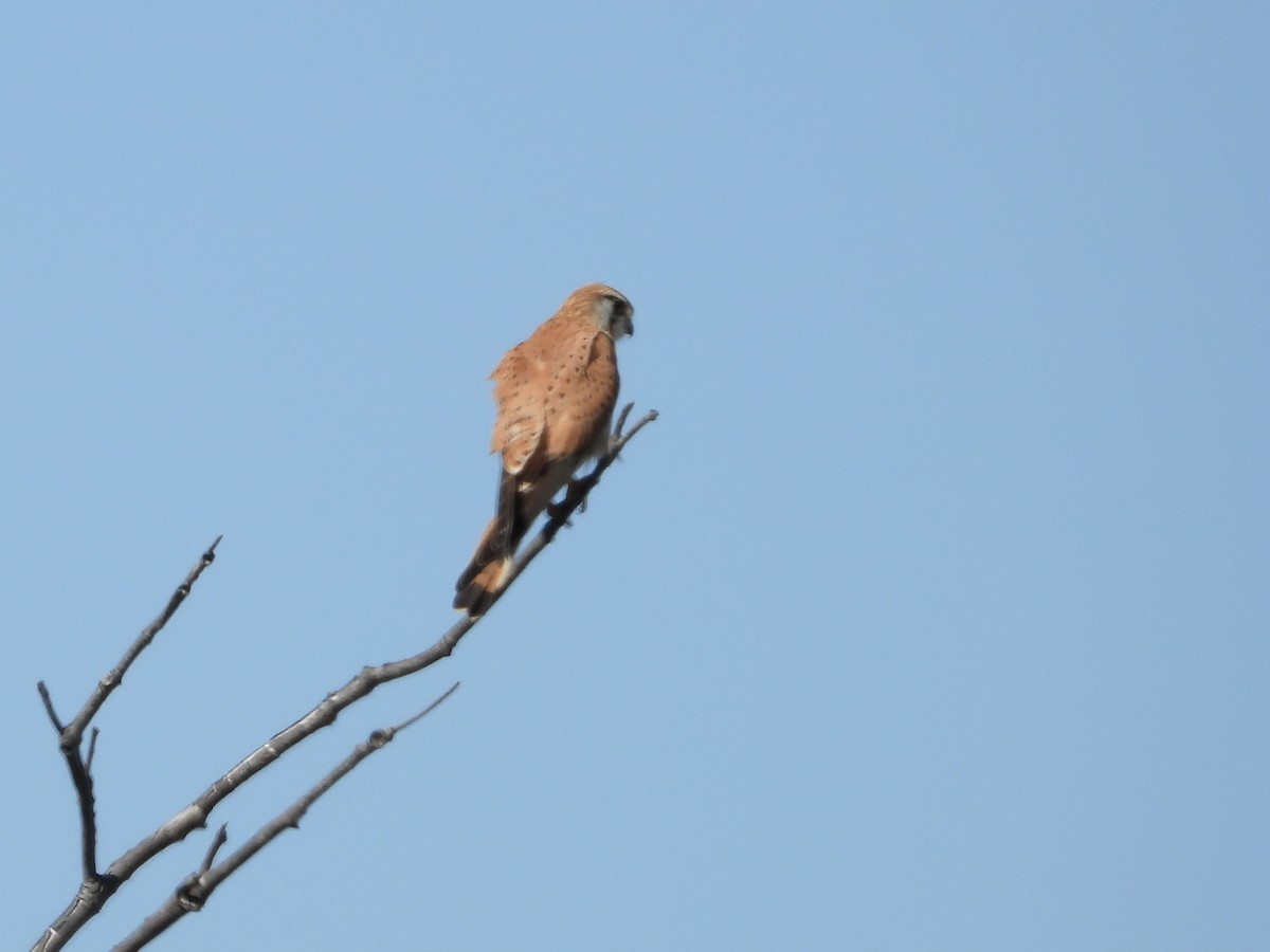 Nankeen Kestrel - ML639087148