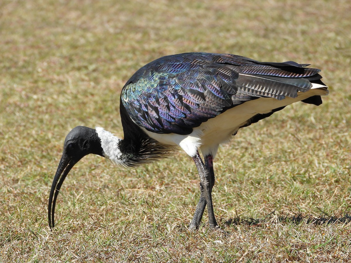 Straw-necked Ibis - ML639087149