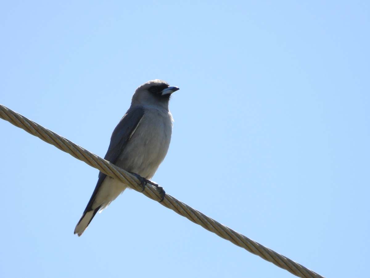 Black-faced Woodswallow - ML639087157