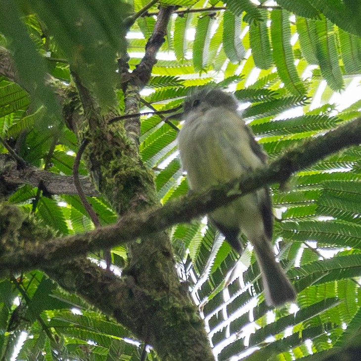 Yellow-winged Flatbill - ML639087165