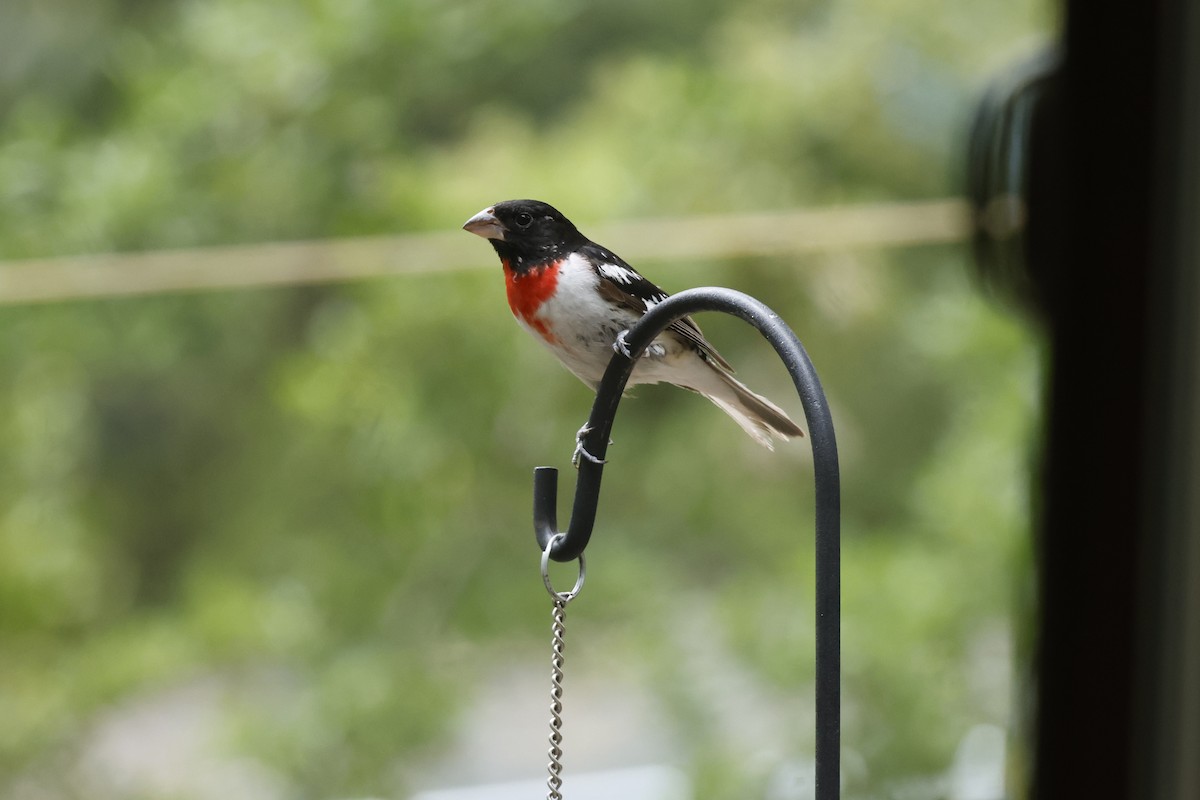Rose-breasted Grosbeak - ML639087208