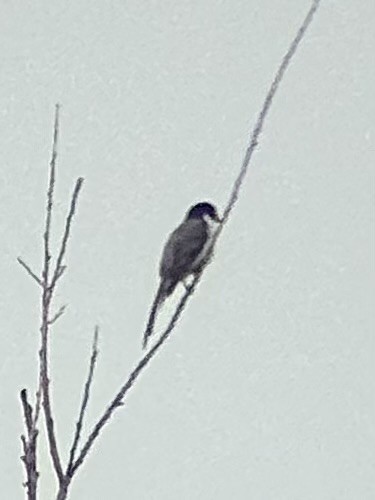 Ashy Minivet - ML639087211