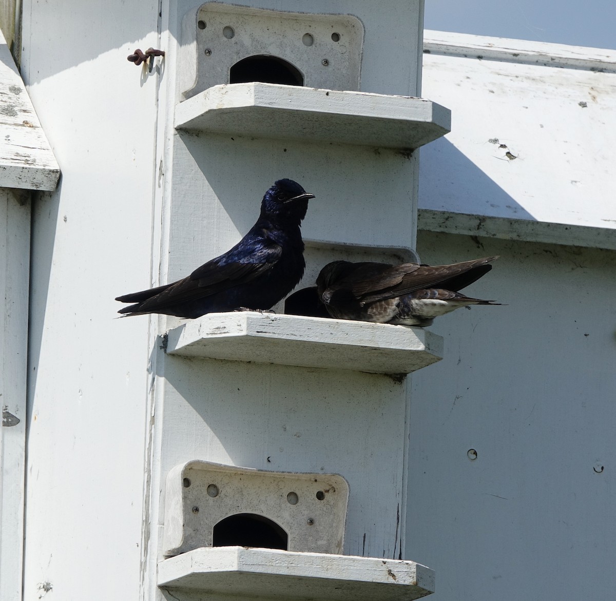 Purple Martin - ML639087232