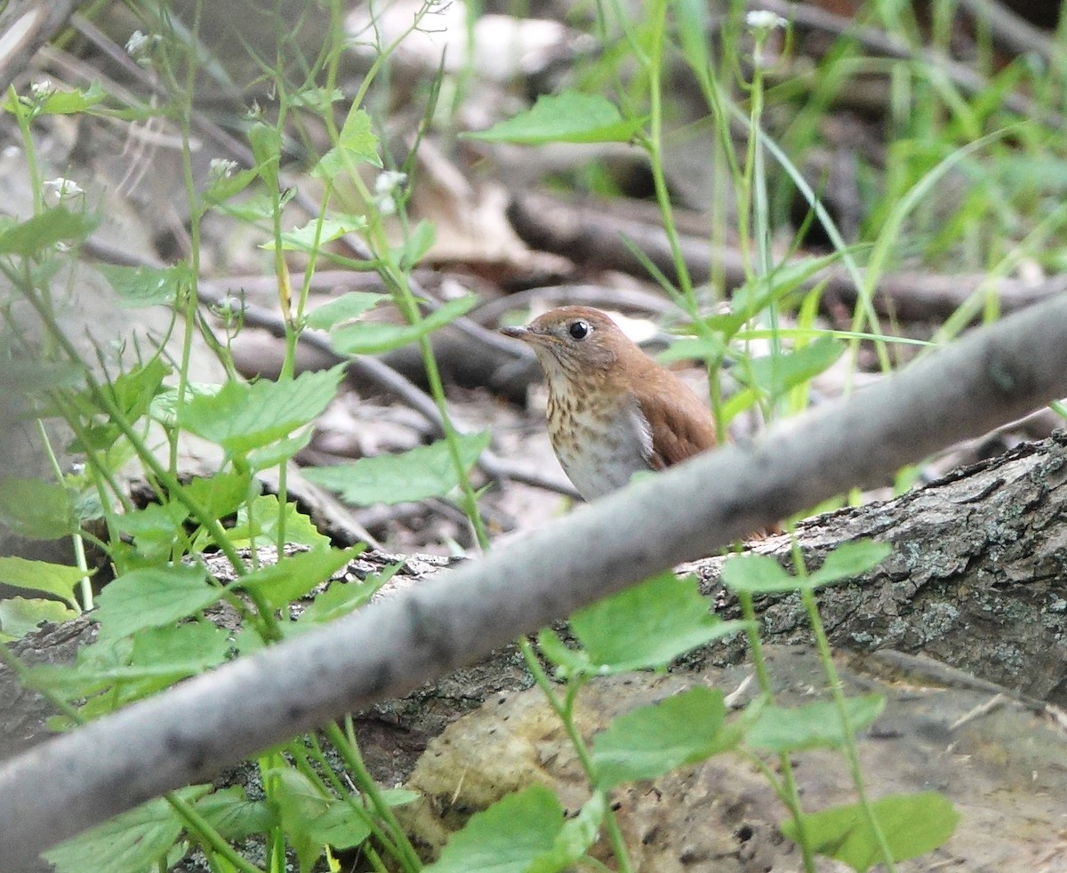 Veery - ML639087267