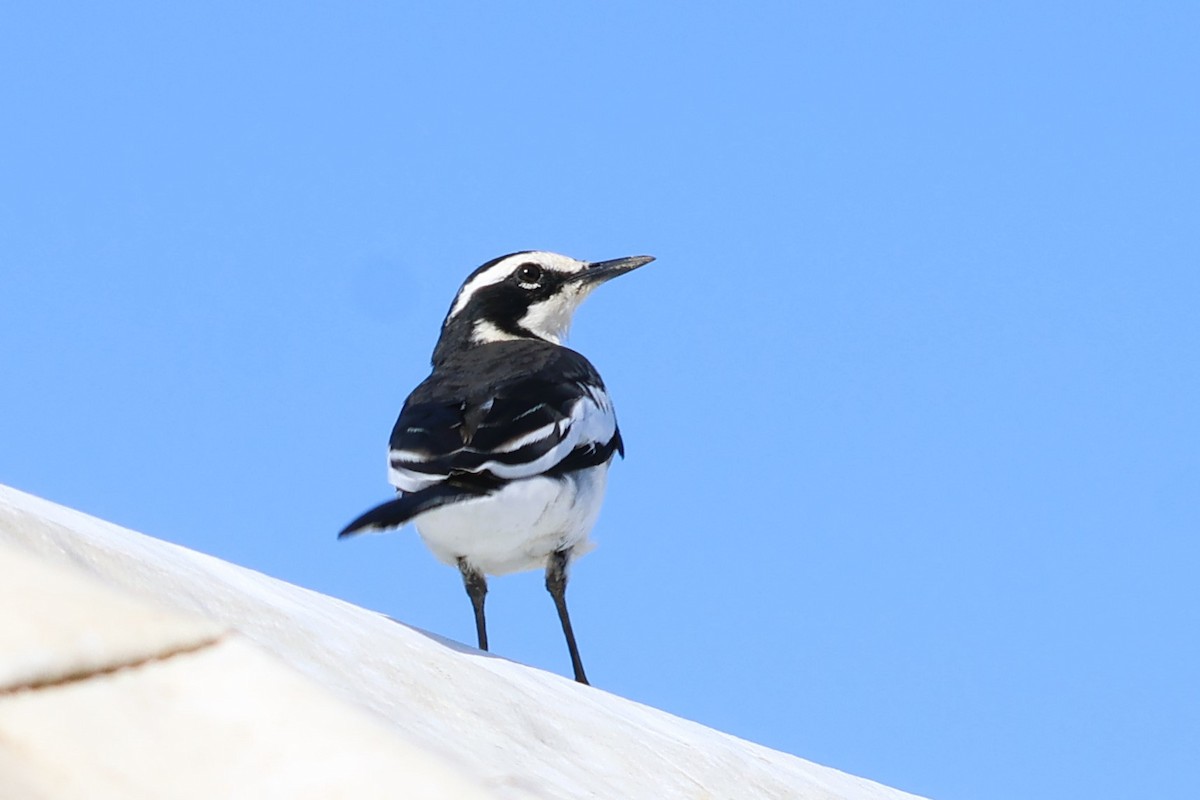 African Pied Wagtail - ML639087303