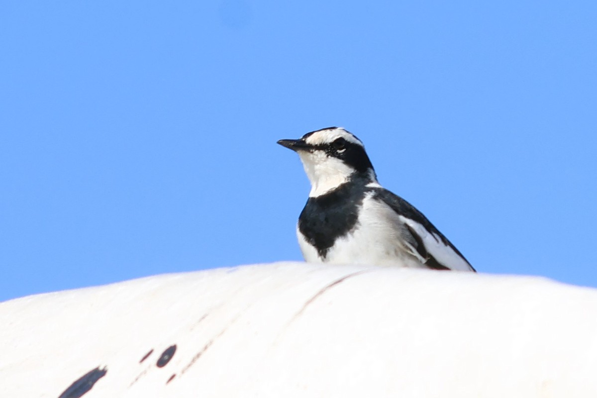 African Pied Wagtail - ML639087307