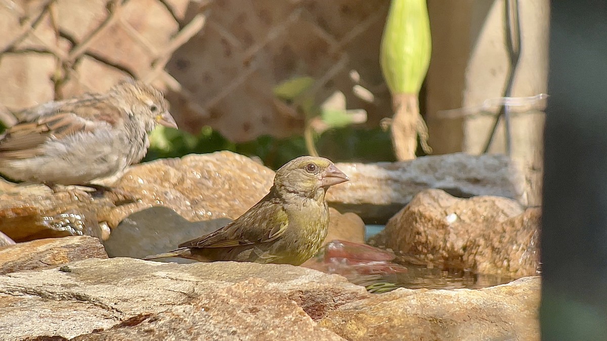 European Greenfinch - ML639087321