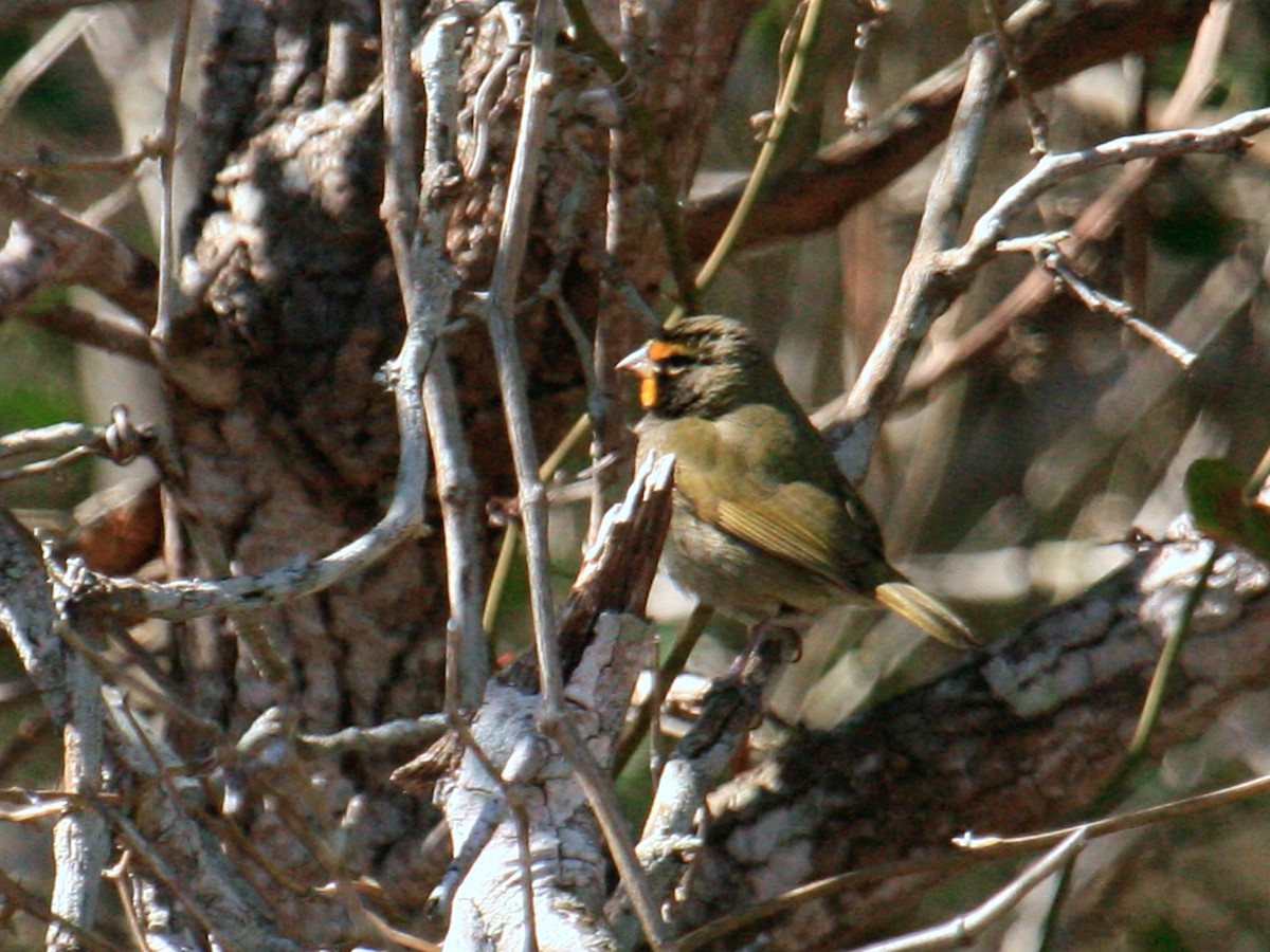 Yellow-faced Grassquit - ML639087338