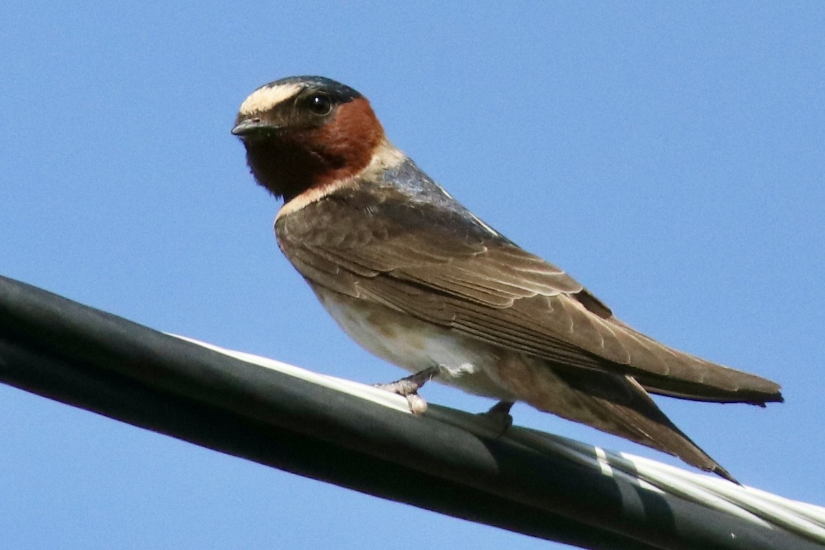 Cliff Swallow - ML639087341