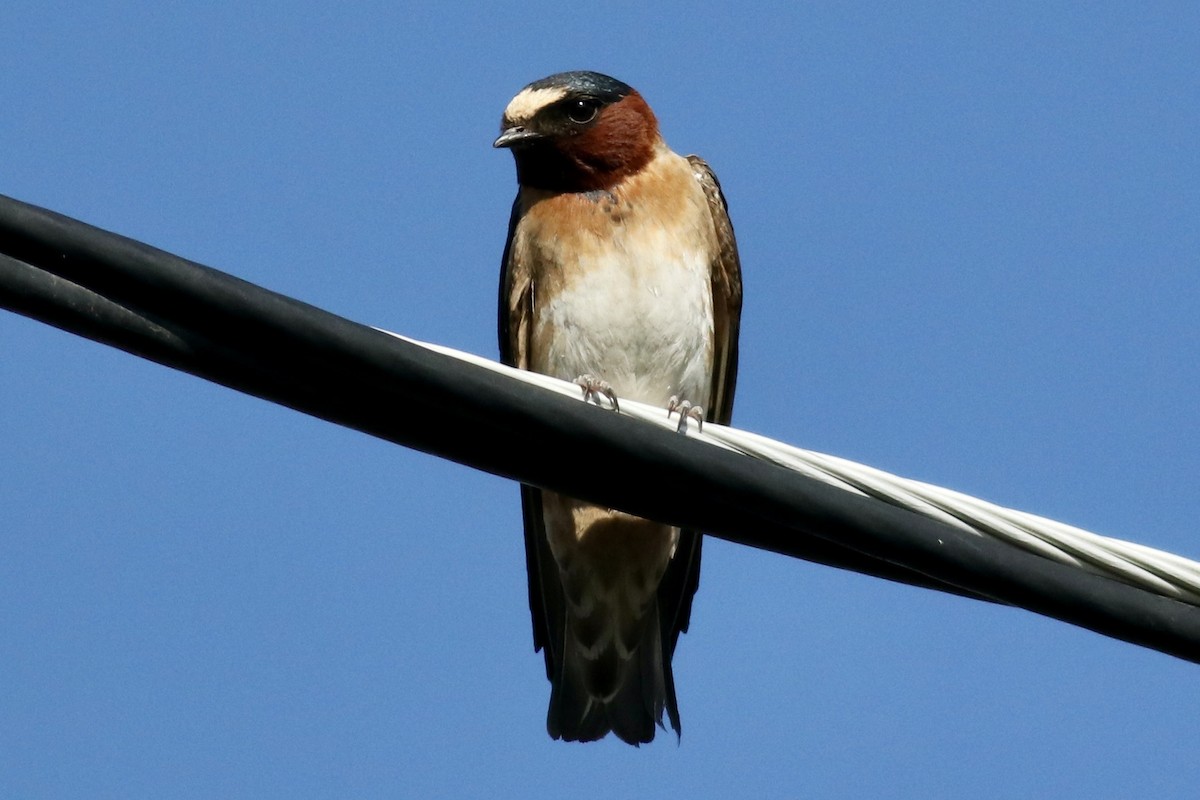 Cliff Swallow - ML639087342
