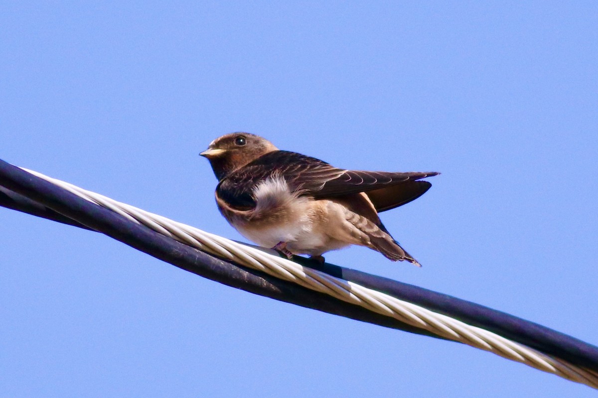 Cliff Swallow - ML639087343