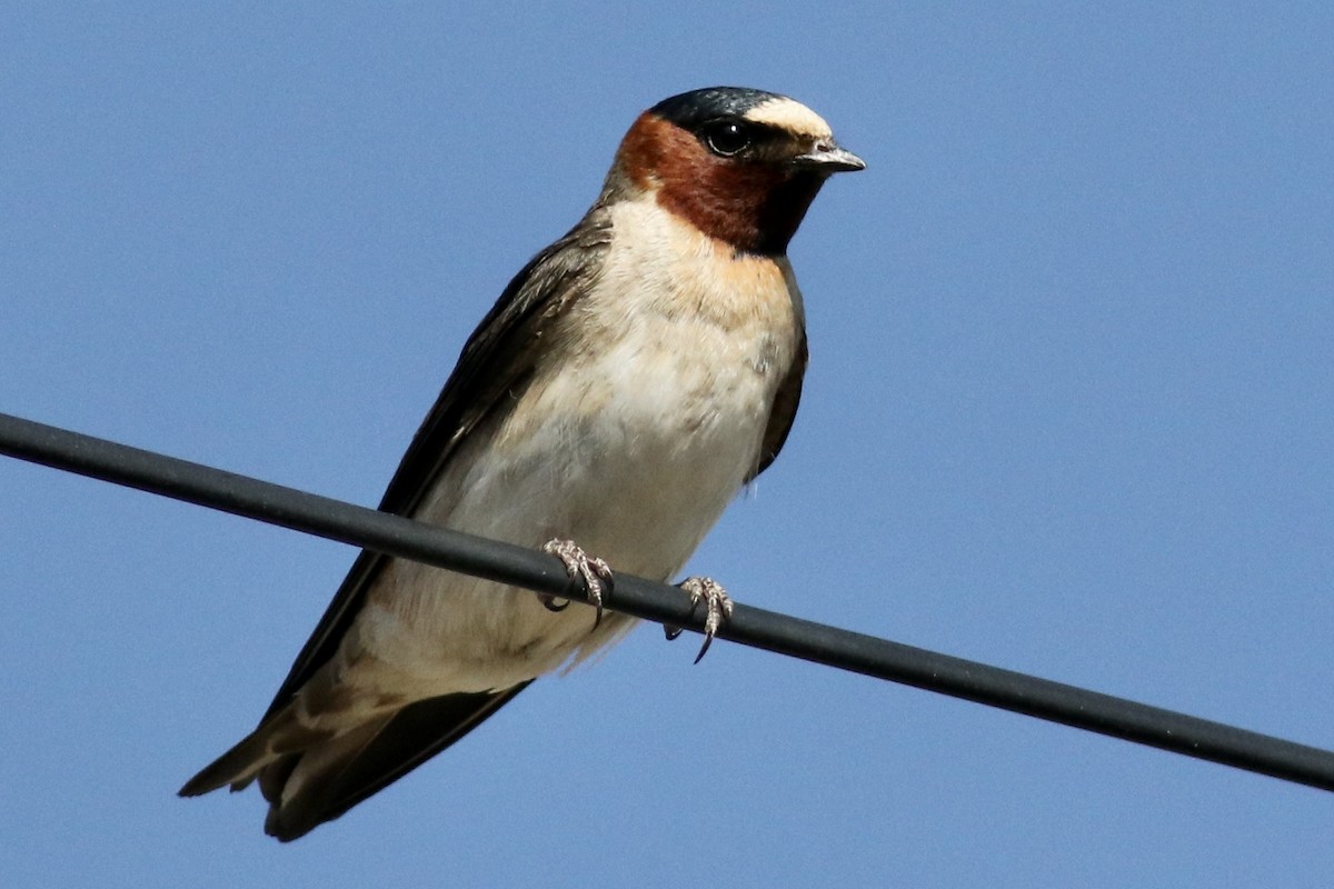 Cliff Swallow - ML639087344