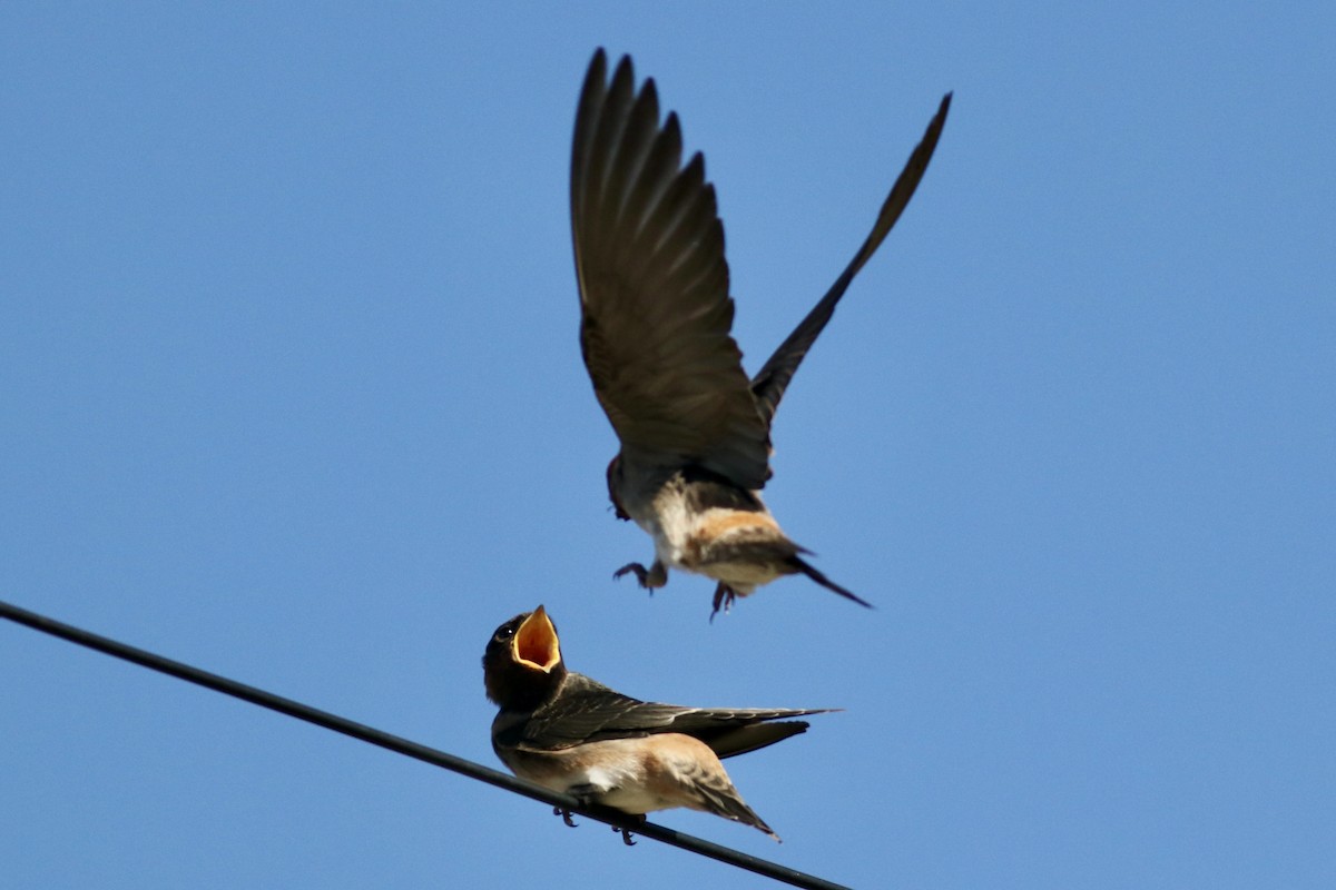 Cliff Swallow - ML639087345