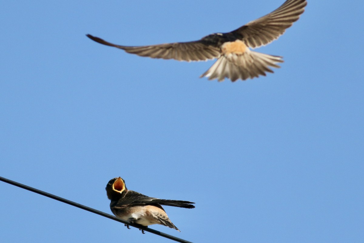 Cliff Swallow - ML639087346